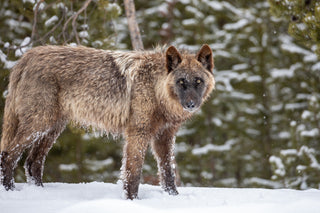 Trump Gives Burgum 90 Days to Delist the Gray Wolf. Courts Have Struck This Down Twice Before.